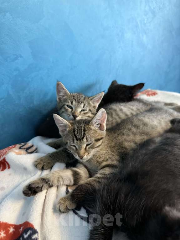 Кошки в Химках: котенок девочка 3 месяца Девочка, Бесплатно - фото 3