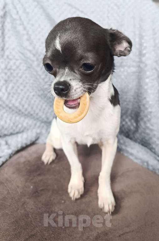 Собаки в Москве: Мини-девочка Девочка, 55 000 руб. - фото 7