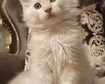 Кошки в Санкт-Петербурге: Котята мейн-кун Мальчик, Бесплатно - фото 5