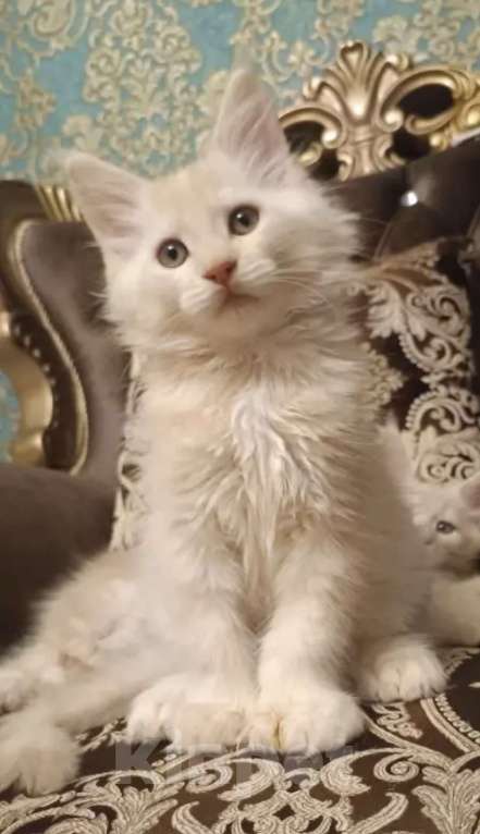 Кошки в Санкт-Петербурге: Котята мейн-кун Мальчик, Бесплатно - фото 5