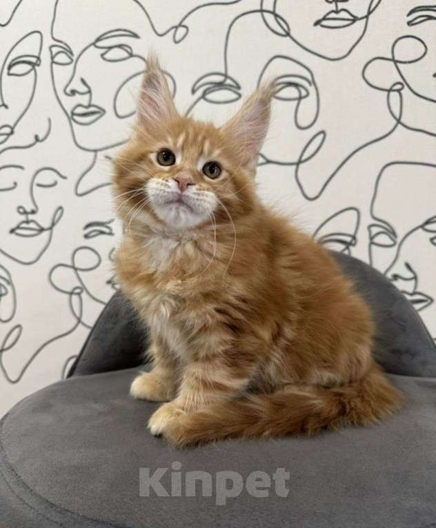Кошки в Нижнем Новгороде: Котенок породы Мейн-кун Мальчик, Бесплатно - фото 1