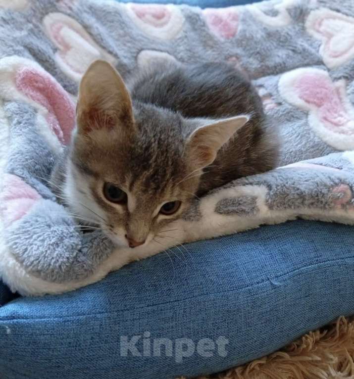 Кошки в Санкт-Петербурге: Кошечка Дымочка 3 месяца Девочка, Бесплатно - фото 5