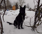 Собаки в Москве: Черные щенки немецкой овчарки, мальчики Мальчик, 20 000 руб. - фото 3