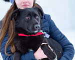 Собаки в Москве: Супер-пёс в добрые руки Мальчик, Бесплатно - фото 9