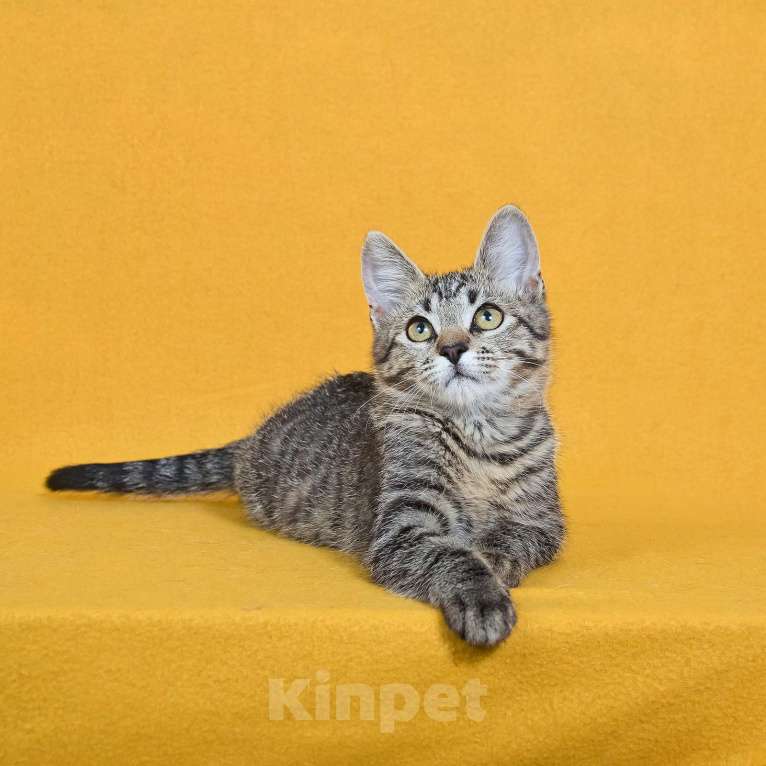 Кошки в других городах Московской области: Веселый котенок Кузя ищет дом Мальчик, Бесплатно - фото 7