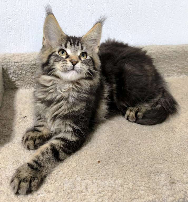 Кошки в Санкт-Петербурге: Кот мейн-кун Мальчик, 65 000 руб. - фото 6