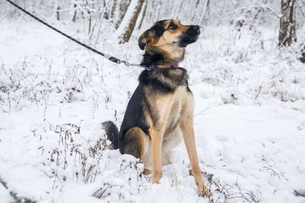 Собаки в Москве: Самая обнимательная девочка приюта Девочка, Бесплатно - фото 4