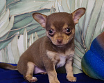Собаки в Москве: Девочка чихуа молочный шоколад Девочка, 40 000 руб. - фото 2