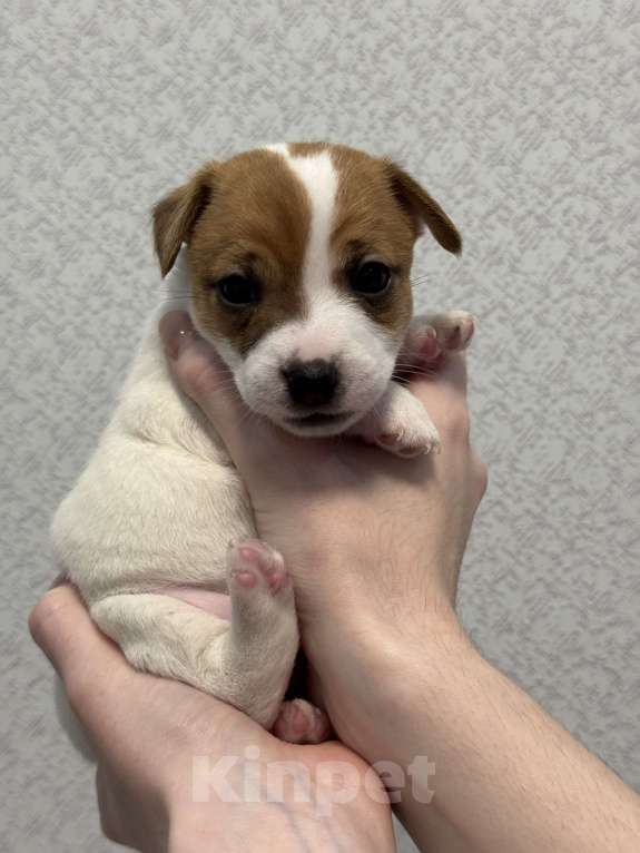 Собаки в Краснодаре: Щенки джек-рассел-терьера Разнополые, 15 000 руб. - фото 4