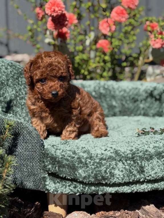 Собаки в Нижнем Новгороде: Той-пудель, щенок Мальчик, 150 000 руб. - фото 6