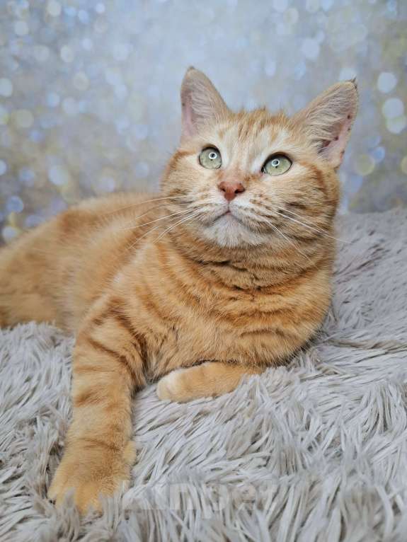 Кошки в Москве: Сания будет на выставке-пристройстве в Москве Девочка, Бесплатно - фото 2