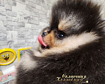 Собаки в Москве: Курносый мальчик померанского шпица  медвежонок Мальчик, Бесплатно - фото 1