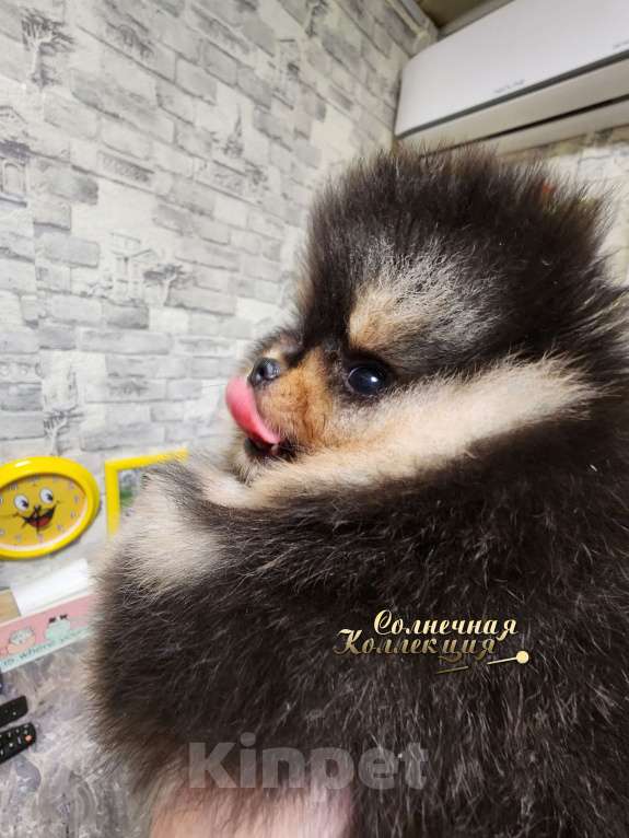 Собаки в Москве: Курносый мальчик померанского шпица  медвежонок Мальчик, Бесплатно - фото 1