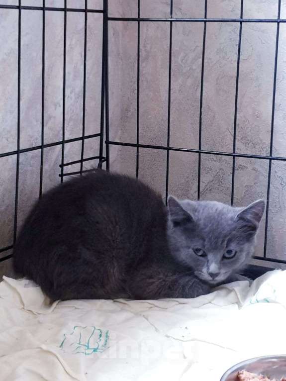 Кошки в Москве: Малыш Сандлер 3 месяца  в добрые руки  Мальчик, Бесплатно - фото 2