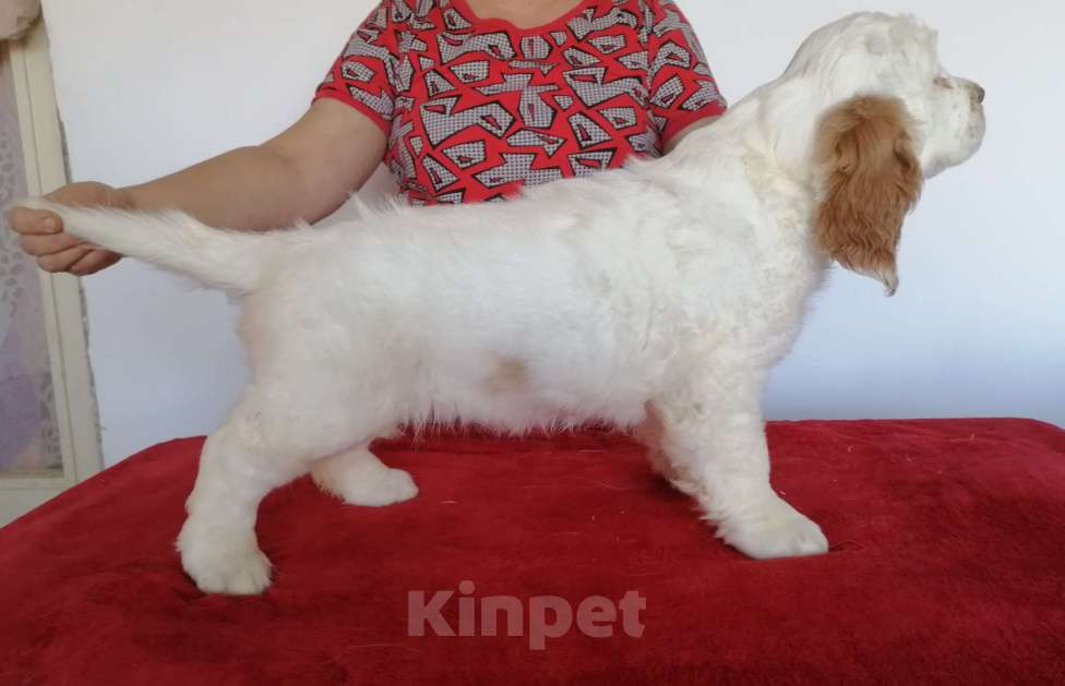 Собаки в Чите: Щенки кламбер спаниеля Разнополые, 50 000 руб. - фото 4