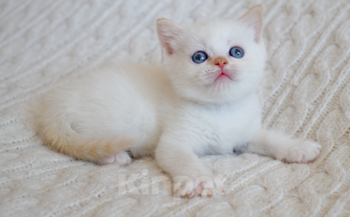 Кошки в Сыктывкаре: Шотландские прямоухие и вислоухие Девочка, 6 500 руб. - фото 6