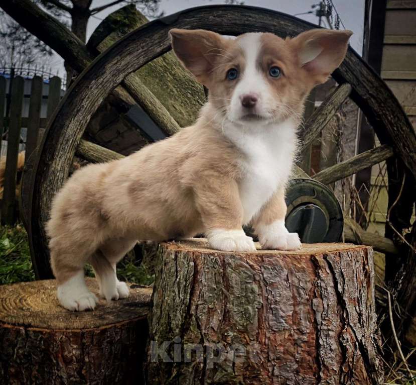 Собаки в других городах Московской области: Малышка лоли корги кардиган Девочка, 60 000 руб. - фото 2