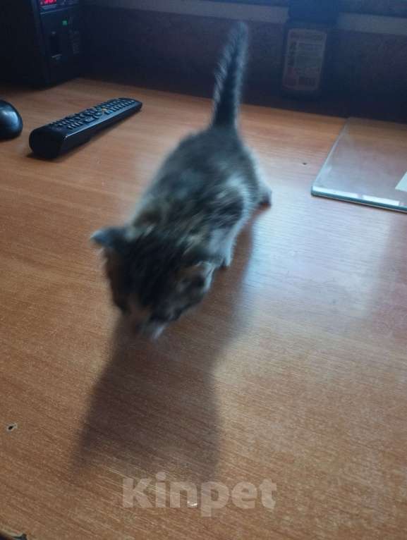 Кошки в Санкт-Петербурге: Отдам в добрые руки Мальчик, Бесплатно - фото 2