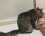 Кошки в Мытищах: Потерялся кот Мальчик, 1 руб. - фото 3