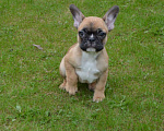 Собаки в Твери: Малышка французского бульдога Девочка, 35 000 руб. - фото 4