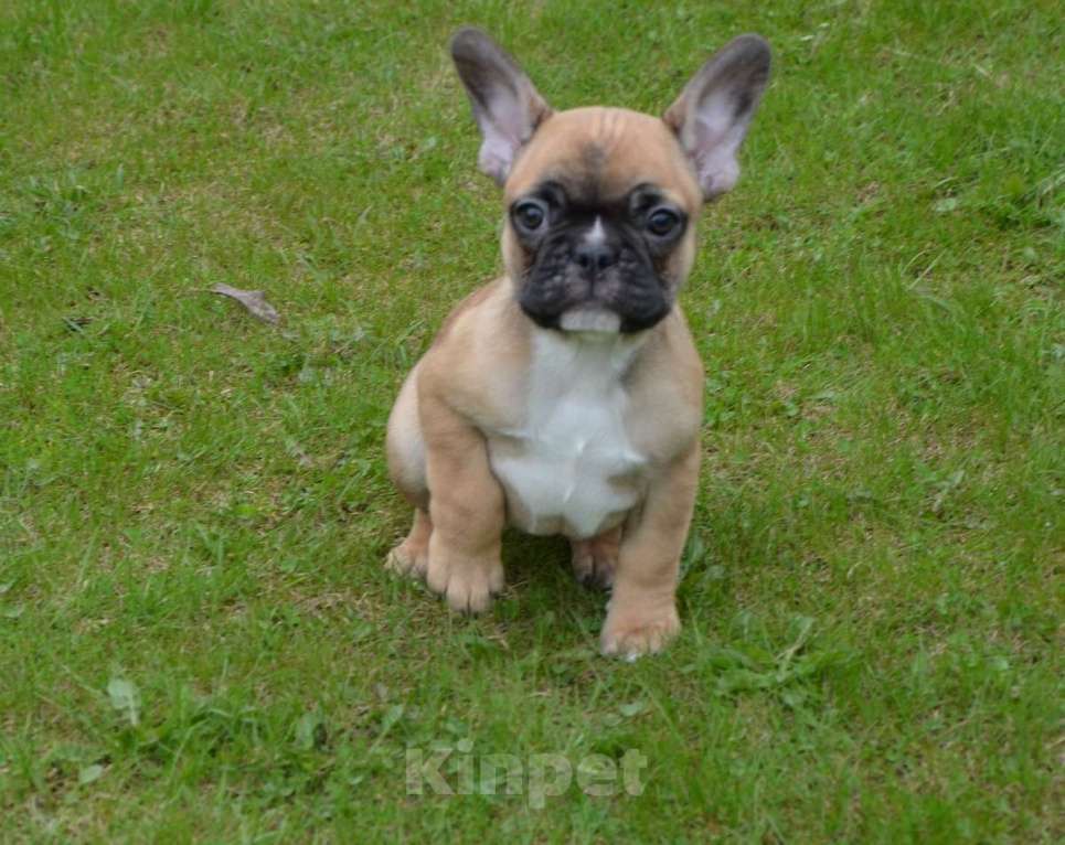 Собаки в Твери: Малышка французского бульдога Девочка, 35 000 руб. - фото 4