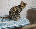 Кошки в Калуге: Котенок бенгал Девочка, Бесплатно - фото 1