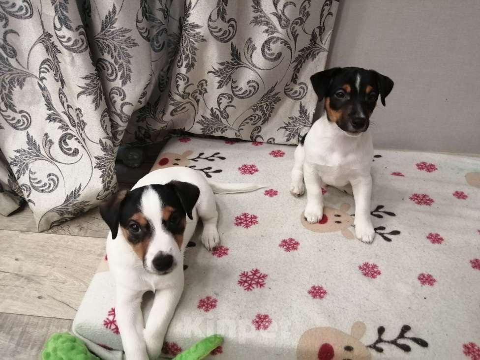 Собаки в Чебоксарах: Окстон Нейт Мальчик, 30 000 руб. - фото 2