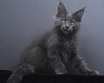 Кошки в Москве: Котенок мейн-кун  Девочка, 60 000 руб. - фото 1