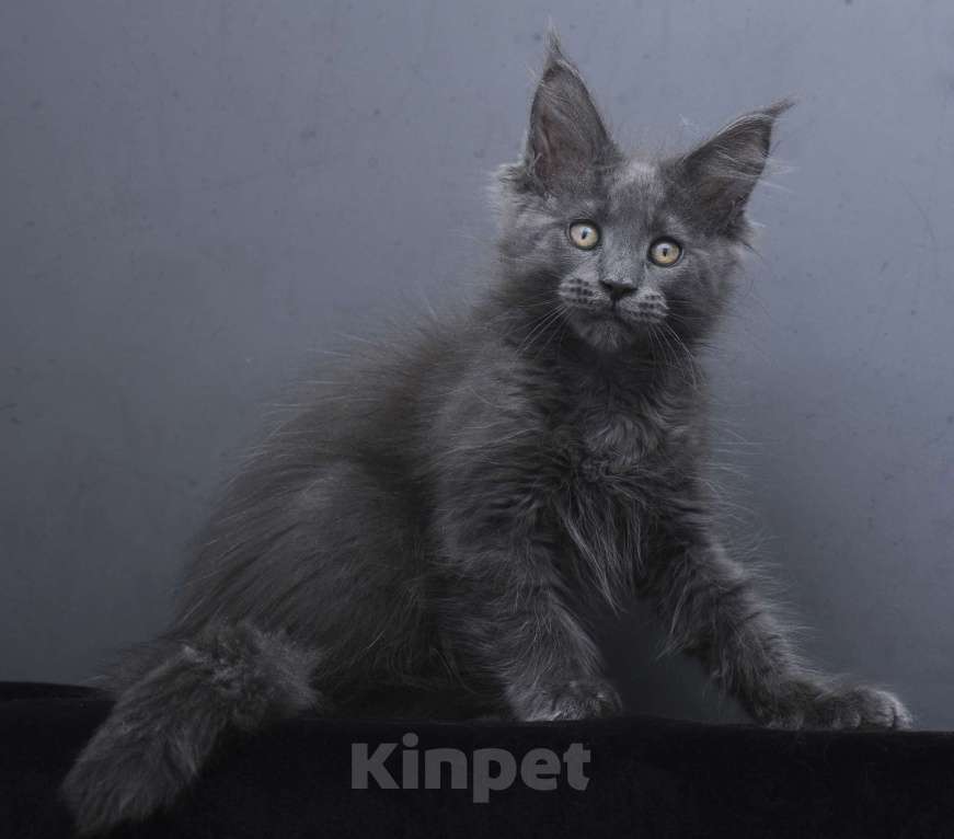 Кошки в Москве: Котенок мейн-кун  Девочка, 60 000 руб. - фото 1