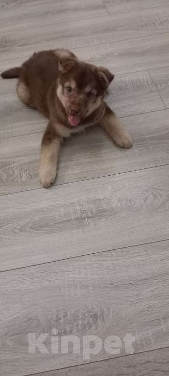 Собаки в Воронеже: Отдам щенка  в добрые руки Девочка, Бесплатно - фото 2