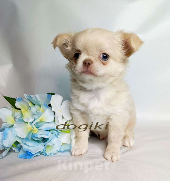 Собаки в Москве: Чихуахуа мальчик лиловый носик Мальчик, 25 000 руб. - фото 2