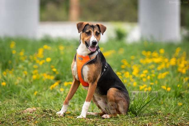 Собаки в Москве: Блэр - когда мама полюбила зененнхунда Мальчик, Бесплатно - фото 2