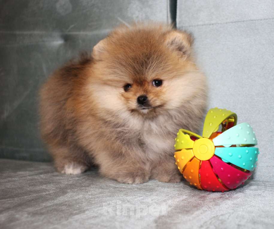 Собаки в Санкт-Петербурге: Щенок померанского шпица Девочка, 40 000 руб. - фото 1