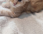 Кошки в Краснодаре: Продам кошечку мейн-кун Девочка, Бесплатно - фото 1
