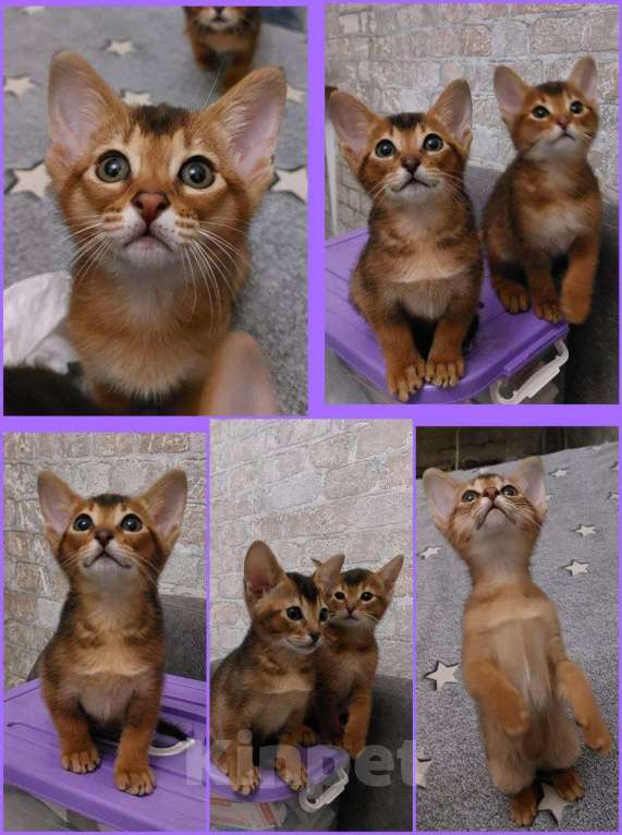 Кошки в Москве: Абиссинский котенок в ярком диком окрасе Мальчик, 25 000 руб. - фото 1