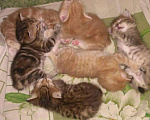 Кошки в Саранске: Кот приглашает на вязку, 2 000 руб. - фото 9