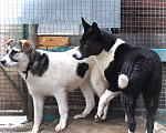 Собаки в Домодедово: Лада (лайка) 7 мес. в добрые руки Девочка, Бесплатно - фото 7