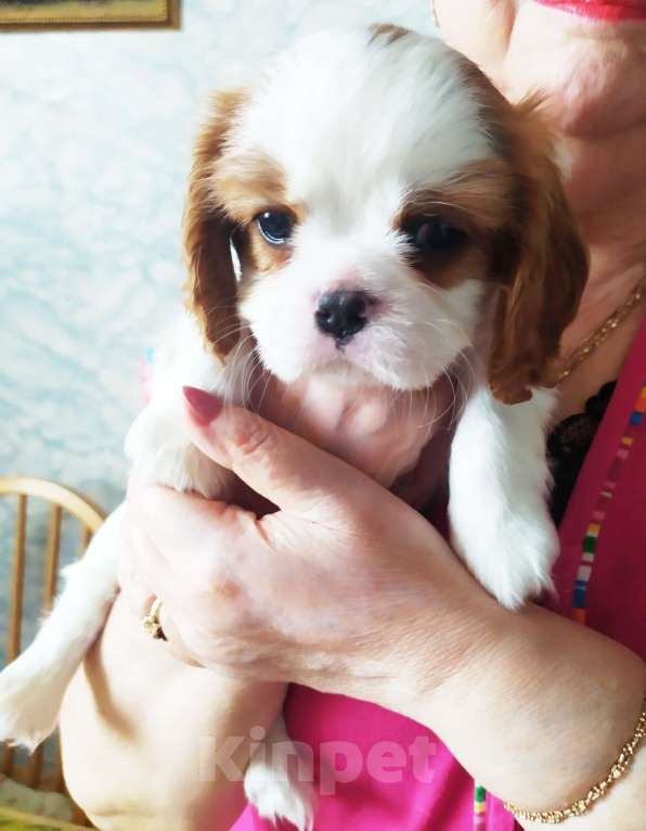 Собаки в Москве: Щенки Кавалер Кинг Чарльз спаниеля Мальчик, 70 000 руб. - фото 3