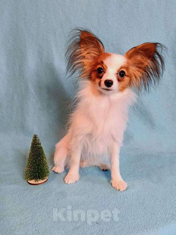 Собаки в Москве: Небольшая малышка папийон Девочка, 45 000 руб. - фото 2