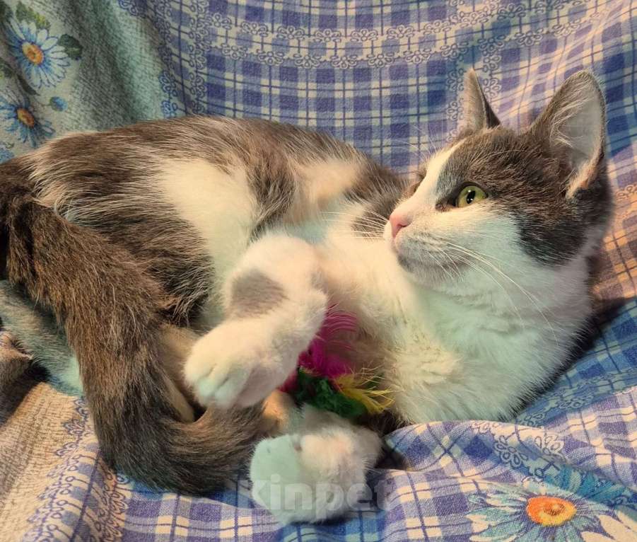 Кошки в Санкт-Петербурге: Ищет дом игривый Сёма Мальчик, Бесплатно - фото 1