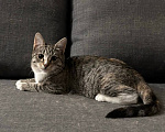 Кошки в Химках: Котенок в добрые руки Девочка, Бесплатно - фото 4