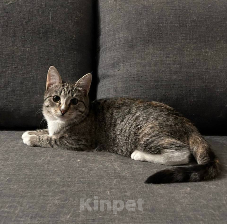 Кошки в Химках: Котенок в добрые руки Девочка, Бесплатно - фото 4