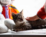 Кошки в Санкт-Петербурге: Кошечка Фисташка Девочка, Бесплатно - фото 2