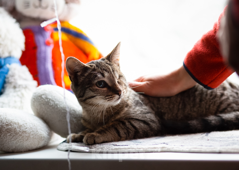 Кошки в Санкт-Петербурге: Кошечка Фисташка Девочка, Бесплатно - фото 2
