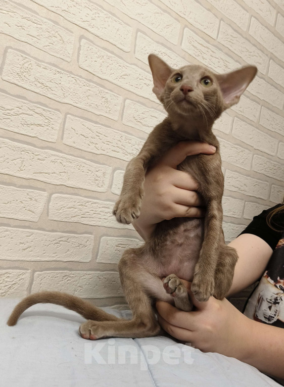 Кошки в Москве: Котёнок Ориентальный. Девочка Девочка, 55 000 руб. - фото 7