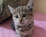 Кошки в Улане-Удэ: Котенок девочка Девочка, Бесплатно - фото 1