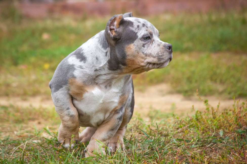 Собаки в других городах Московской области: Американский Булли парень покет Мальчик, 100 000 руб. - фото 6