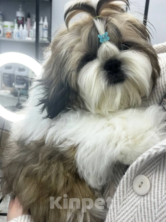 Собаки в других городах Московской области: Мальчик ши-тцу "Золотой" (Arnest Golden Shin) Мальчик, 65 000 руб. - фото 2