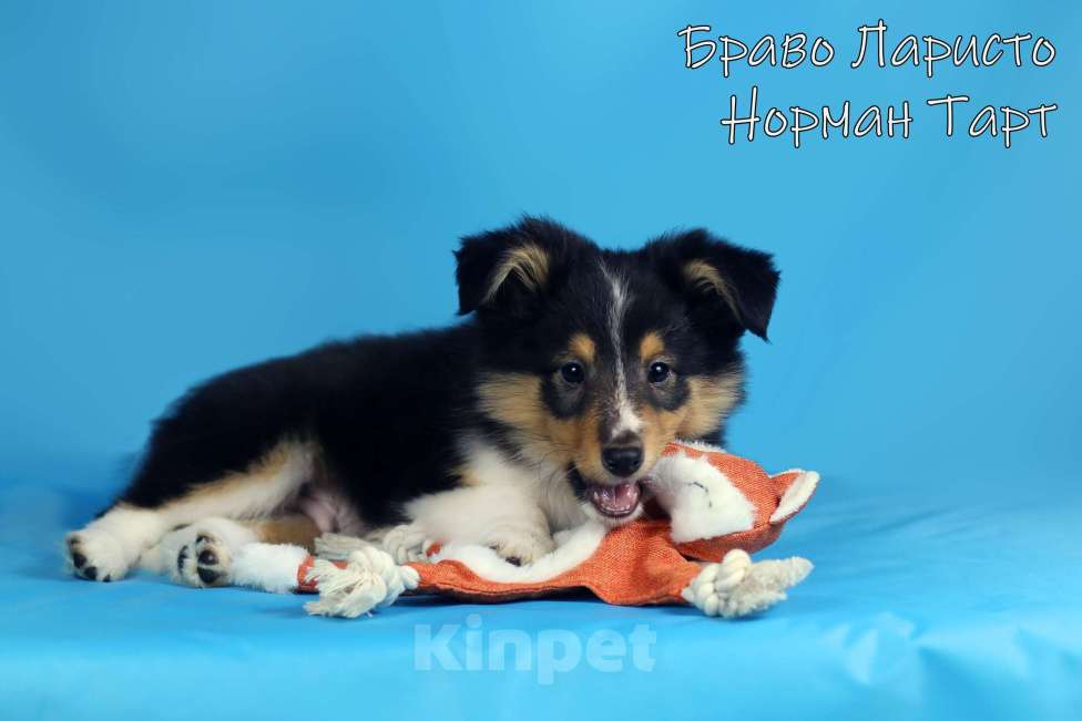 Собаки в Рязани: Щенки маленькой колли.Питомник шелти и мас Браво Ларисто Мальчик, 70 000 руб. - фото 9