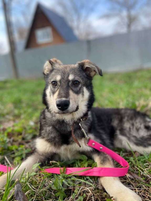 Собаки в Москве: Даная якутенок в добрые руки Девочка, Бесплатно - фото 2